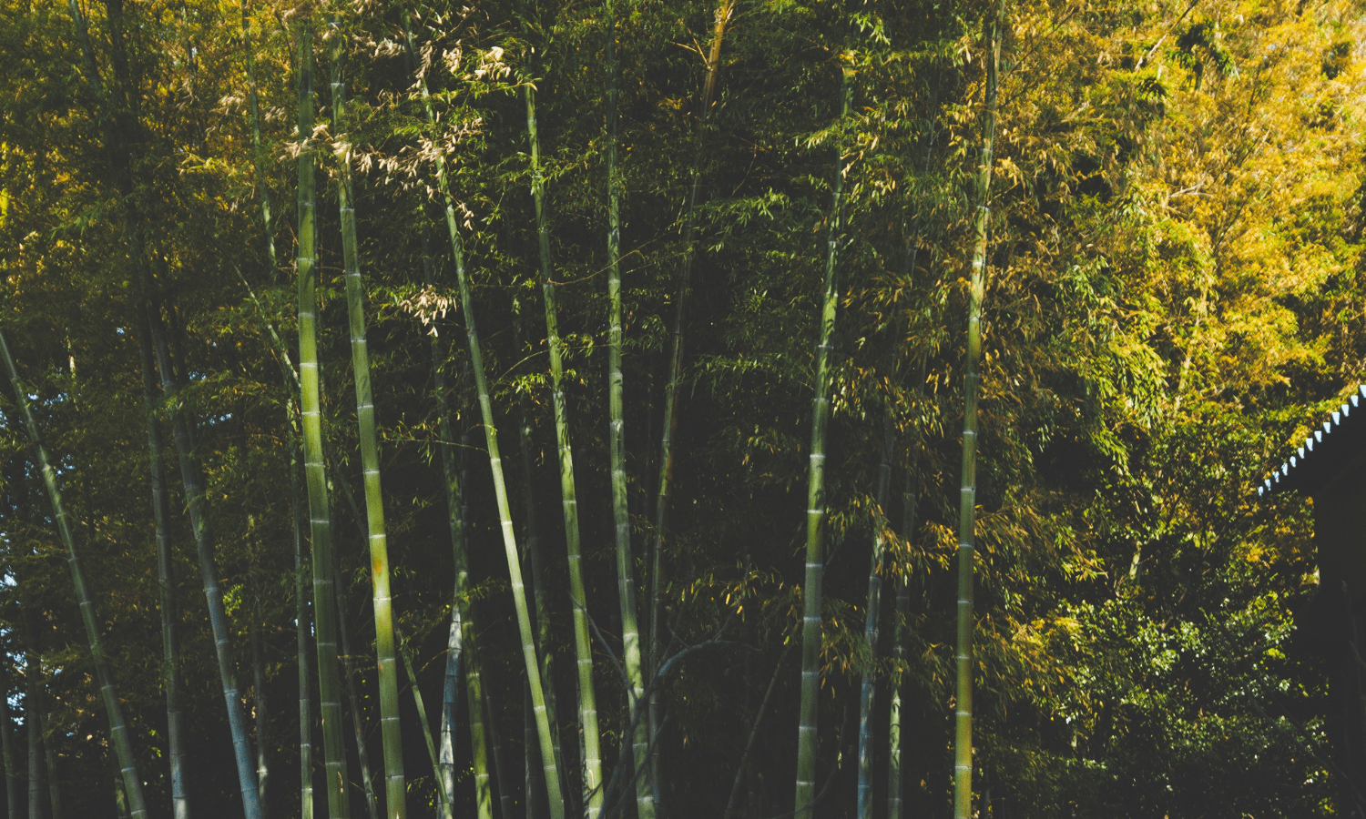 Bamboo-zled - Zipster